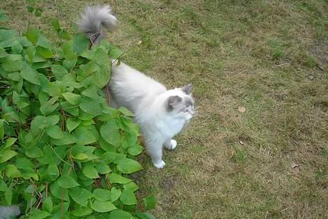 Ragdoll Lady Laudine - Lali holder lige øje med det hele :) billede 15