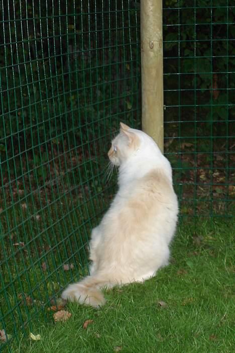 Ragdoll Sir Leo De Grance billede 18