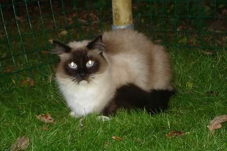 Ragdoll Gigolo Patriarca billede 11