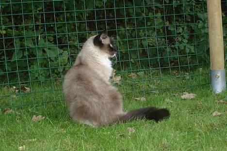 Ragdoll Gigolo Patriarca billede 12