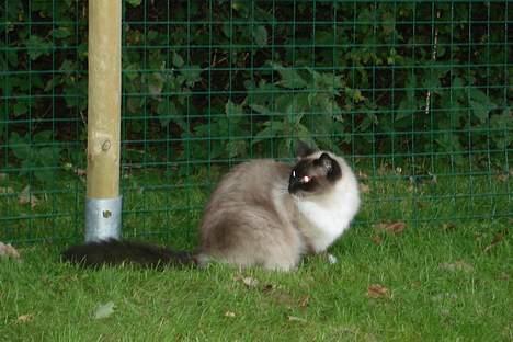 Ragdoll Gigolo Patriarca billede 13