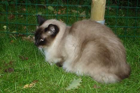 Ragdoll Gigolo Patriarca billede 14