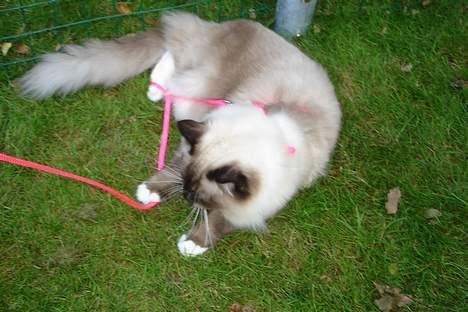Ragdoll Sir Tengil billede 17