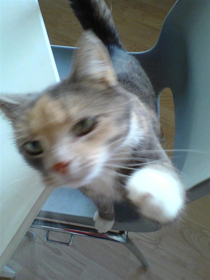 Blanding af racer Stine - miaw, hvor er jeg lækker.. :p billede 1