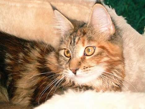 Maine Coon Timbercoons Grafity - Sidder bare her og kigger ;0) billede 2