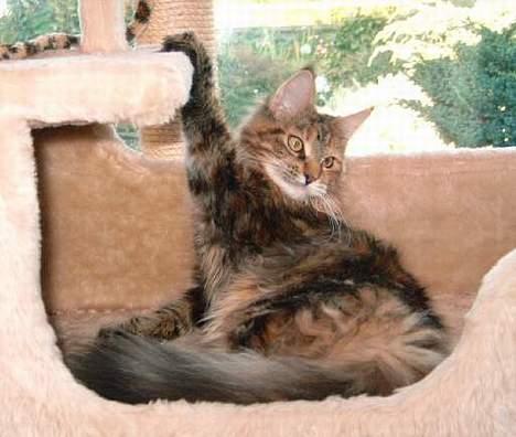 Maine Coon Timbercoons Grafity - Holder lige fast, man ved jo aldrig om man kunne falde ;0) billede 3