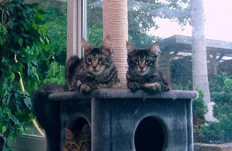 Maine Coon Matinique *solgt* - Matinique og Rustique, og grafity i hulen, det er matinique til højre ;0) billede 5