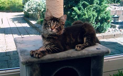 Maine Coon Matinique *solgt* - Nikki den lille dreng :0) billede 6