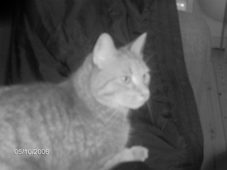 Huskat Anthon - Hej.. Og velkommen til min profil.. !  billede 1