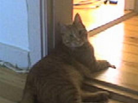 Huskat Anthon - Min faste plads! billede 2