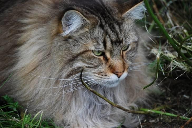 Maine Coon I´m to Sexy billede 3