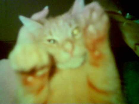 Huskat Anthon - Er jeg ikke sød? billede 3