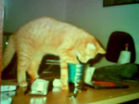 Huskat Anthon - Sodavand.. Det er meget bedre end det jeg får! billede 4