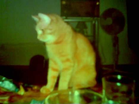 Huskat Anthon - Må jeg være med til matador?! billede 5