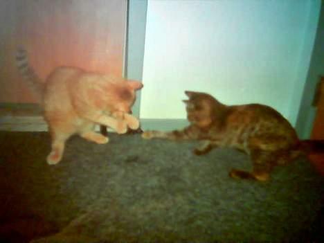 Huskat Anthon - Mig og min søster! billede 6