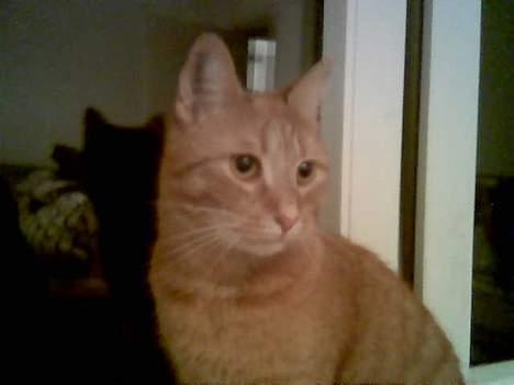 Huskat Anthon - Rigtig fotogen!  billede 7