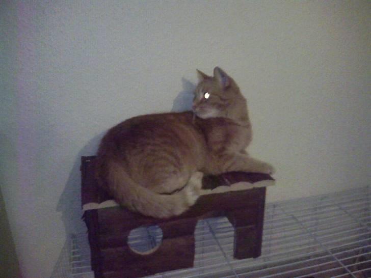 Huskat Anthon - Her er jeg så... billede 8