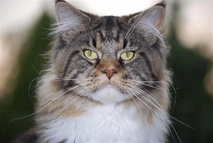 Maine Coon Sirius billede 1