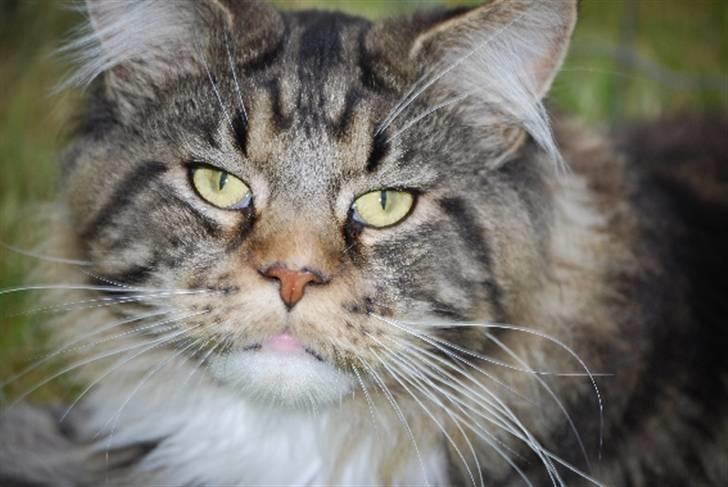 Maine Coon Sirius billede 2