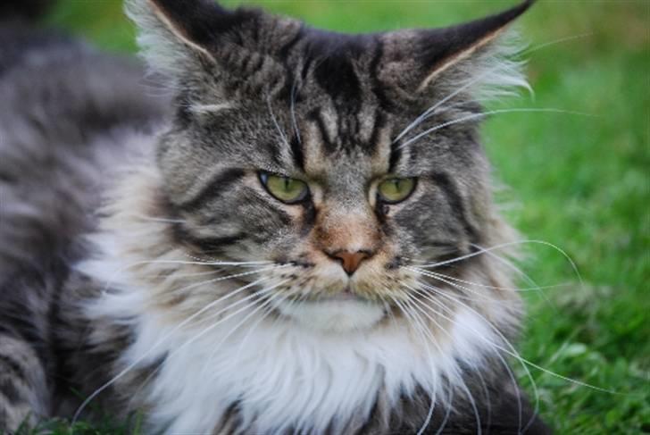 Maine Coon Sirius billede 3