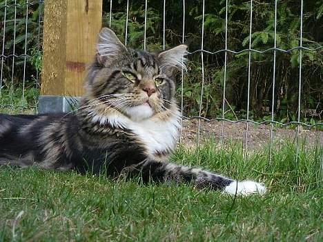 Maine Coon Sirius billede 4