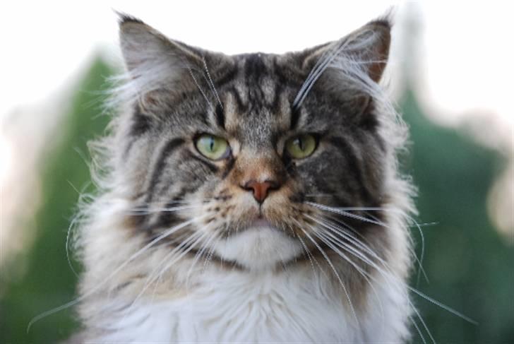 Maine Coon Sirius billede 5