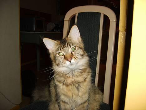 Maine Coon brogrens geisha billede 1