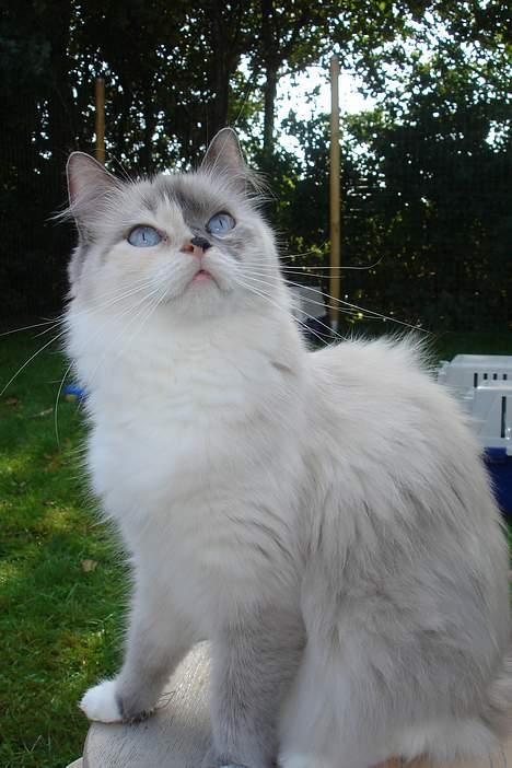 Ragdoll Lady Laudine billede 16