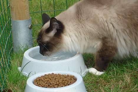 Ragdoll Gigolo Patriarca billede 15