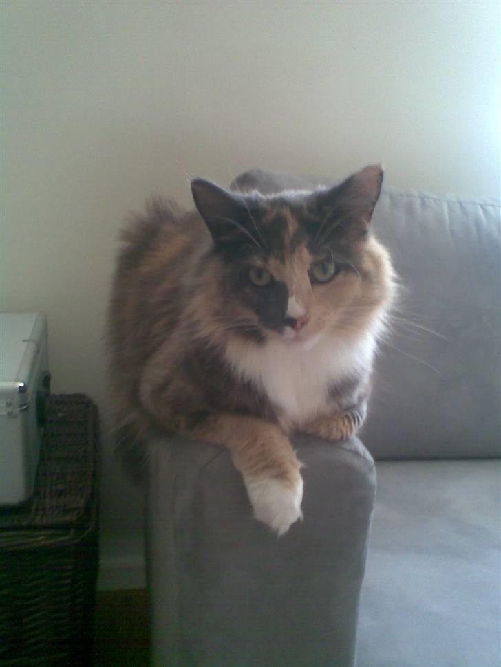 Norsk Skovkat Mischa - Ligger her så fint.. billede 19