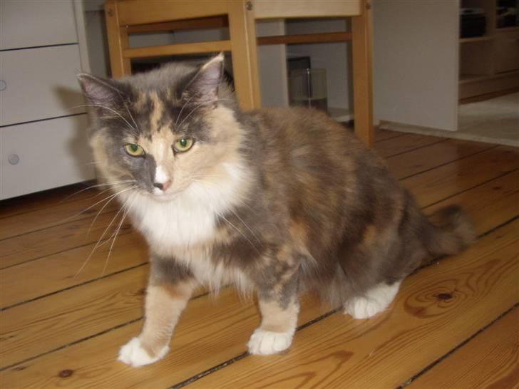 Norsk Skovkat Mischa - d. 2/7-07 Ik nemt at sidde stille når mor tager billede. Jeg vil meget gerne se hvad det er.. billede 20