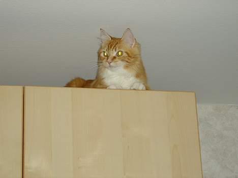 Norsk Skovkat maximus - se lige hvor højt oppe jeg er billede 11