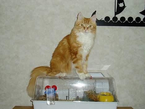 Norsk Skovkat maximus - må hellere passe på hamstret billede 12