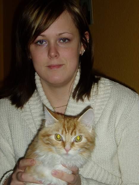 Norsk Skovkat maximus billede 13