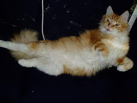 Norsk Skovkat maximus - rækker bare tunge billede 14