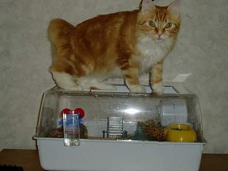 Norsk Skovkat maximus - der er ikke nogen der skal tro at i kan snuppe hamstret fra mig billede 15