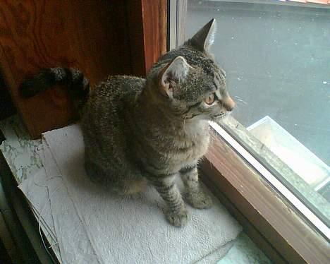 Huskat Tøs' pige billede 2