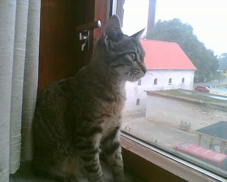 Huskat Tøs' pige billede 3