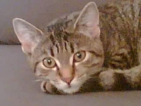 Huskat Tøs' pige billede 4