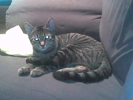 Huskat Tøs' pige billede 5