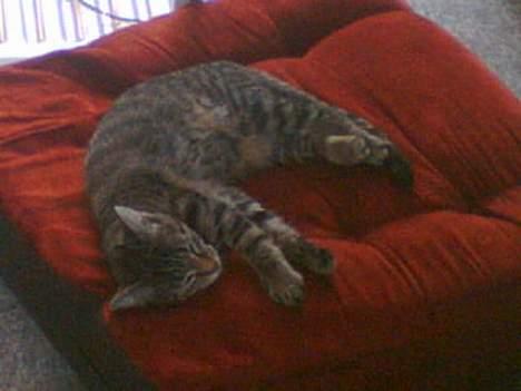 Huskat Tøs' pige billede 6