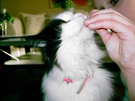 Norsk Skovkat "Misse" * SOLGT* billede 1