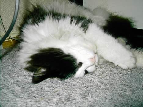 Norsk Skovkat "Misse" * SOLGT* billede 2