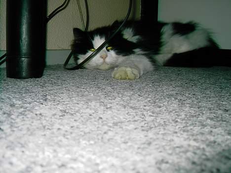 Norsk Skovkat "Misse" * SOLGT* billede 3