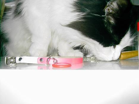 Norsk Skovkat "Misse" * SOLGT* billede 4