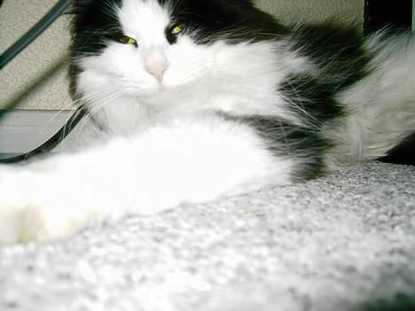 Norsk Skovkat "Misse" * SOLGT* billede 5