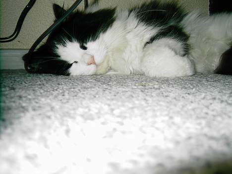 Norsk Skovkat "Misse" * SOLGT* billede 6