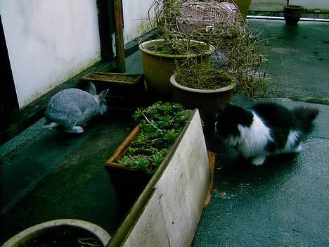 Norsk Skovkat "Misse" * SOLGT* - NU Kommer Den "Farlige" Kanin billede 7