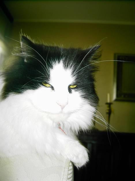 Norsk Skovkat "Misse" * SOLGT* billede 8