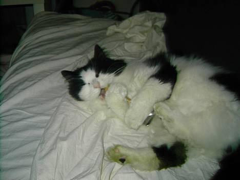 Norsk Skovkat "Misse" * SOLGT* - Misse Æder Børsten billede 9